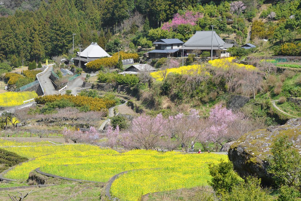 nanohana-kamiyama-1024x683.jpg