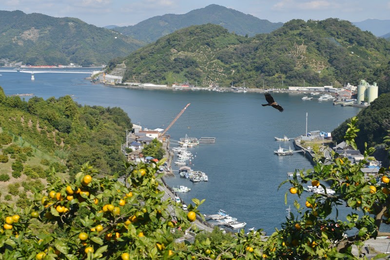 愛媛県宇和島市の九島に30年がかりで橋が架かりました。