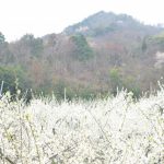 スモモのお花見 plum blossoms