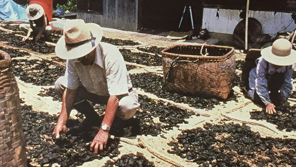 日本唯一の完全発酵茶、400年以上の歴史】高知県大豊町に伝わる碁石茶の伝統製法を守りつなげる人を募集！ | 物語を届けるしごと