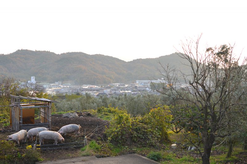 小豆島の自然放牧、鈴木さんの杜豚（もりぶた）