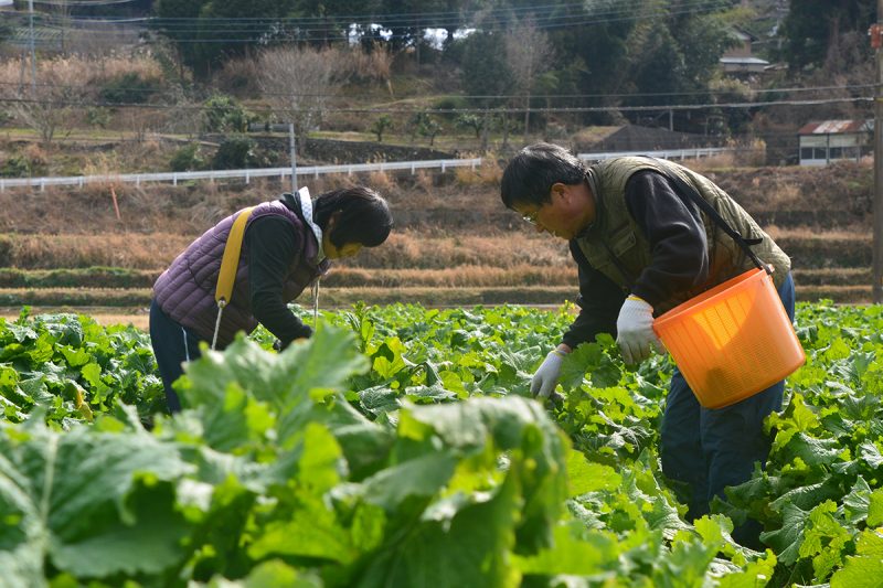 【徳島】春の足音、バンドマンの菜の花農家。佐那河内村の菜の花農家 森崎
