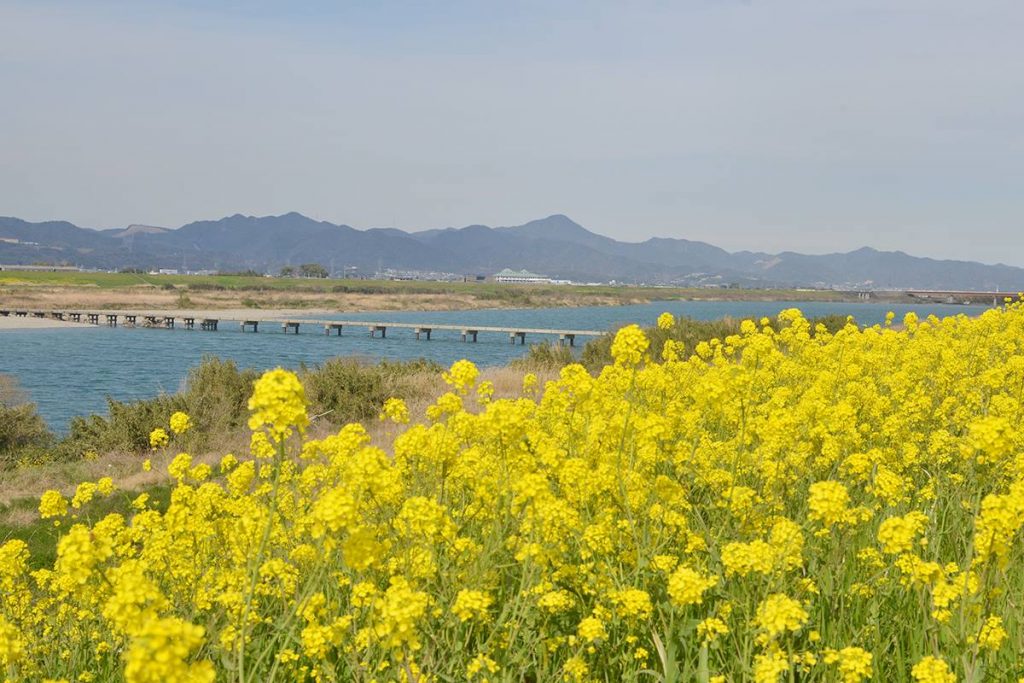 Nゲージ 菜の花畑を走るチビロコ Nゲージ 菜の花畑を走るチビロコ - メルカリ