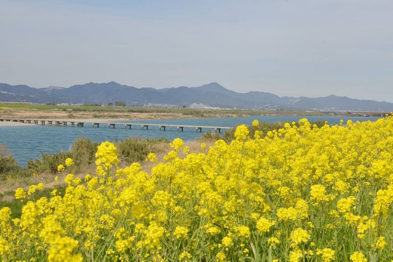 吉野川沿いの菜の花畑 – Canola flowers of Yoshino river, Tokushima pref.