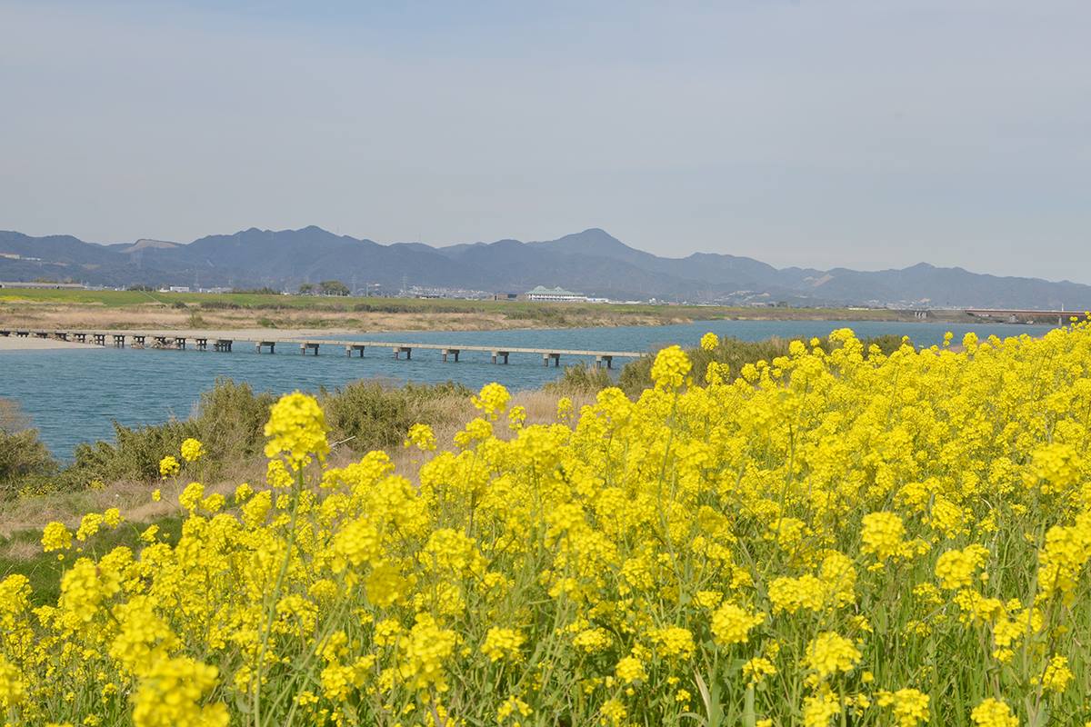 吉野川沿いの菜の花畑 Canola Flowers Of Yoshino River Tokushima Pref 物語を届けるしごと