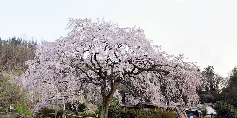 香川県綾川町の堀池のしだれ桜 Weeping Cherry Of Horike 物語を届けるしごと