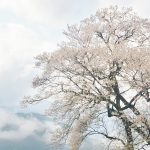 樹齢500年、霧の中のひょうたん桜　Gourd‐shaped cherry blossoms