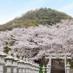 桜を見にことでんに乗って白山神社へ　Cherry trees at Shirayama Shrine, Kagawa pref.