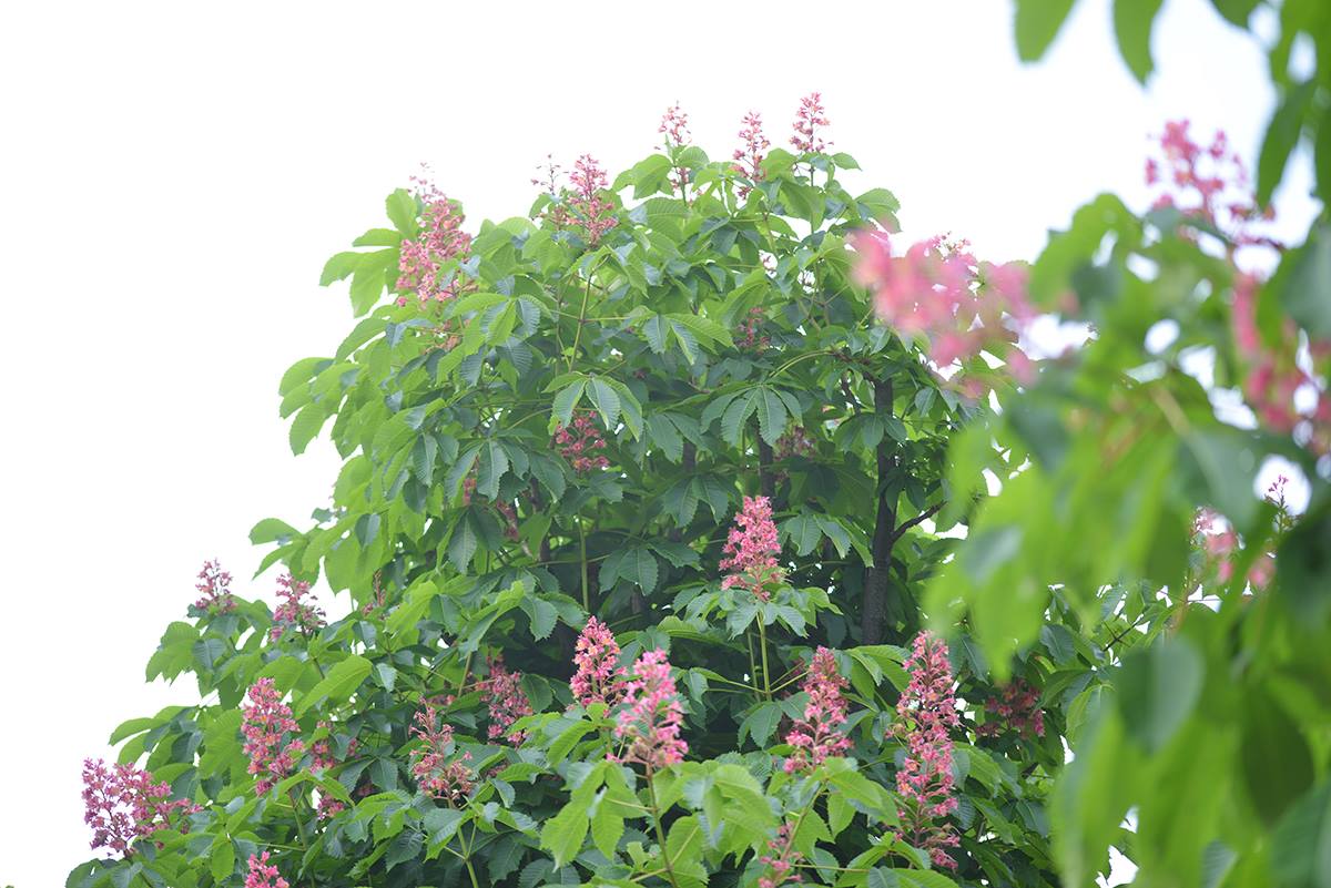 マロニエの並木が窓辺に見えてた | 物語を届けるしごと