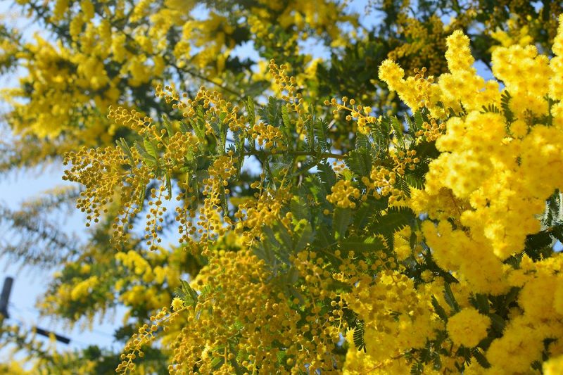春の色で染まる村。さなごうち – Beautiful mimosa tree of Sanagochi village