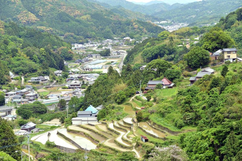 阿波藩のお殿様への献上米。村の棚田米 – Beautiful terraced rice-fields at Sanagochi village