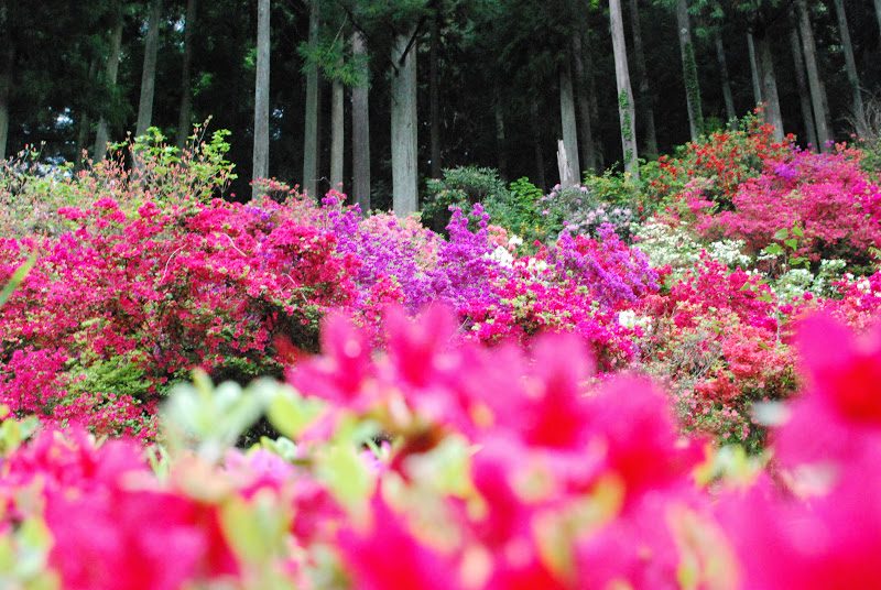 山里を彩る5000本のツツジ「神山町上分花の隠里」 – Azaleas blooms of Kamiyama