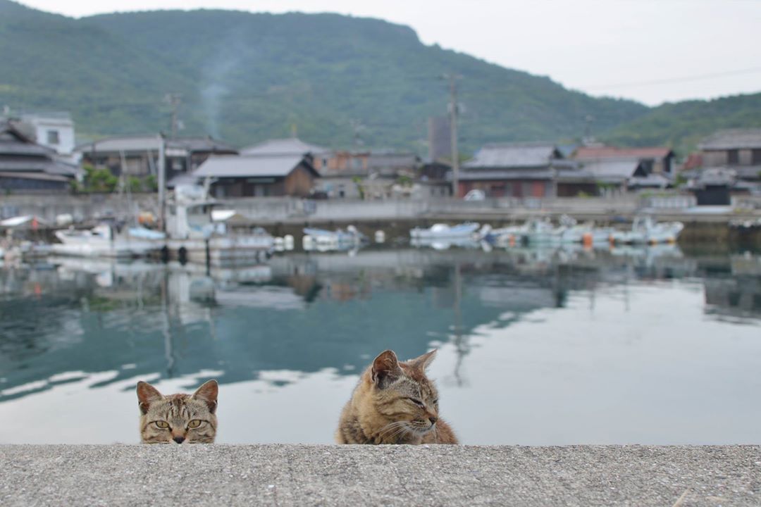 豊島の猫