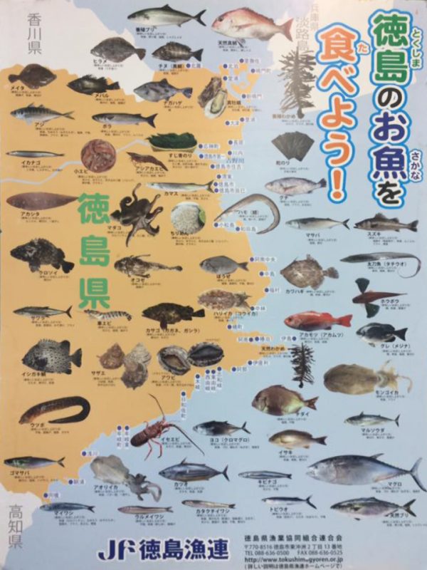 徳島でとれる魚たち