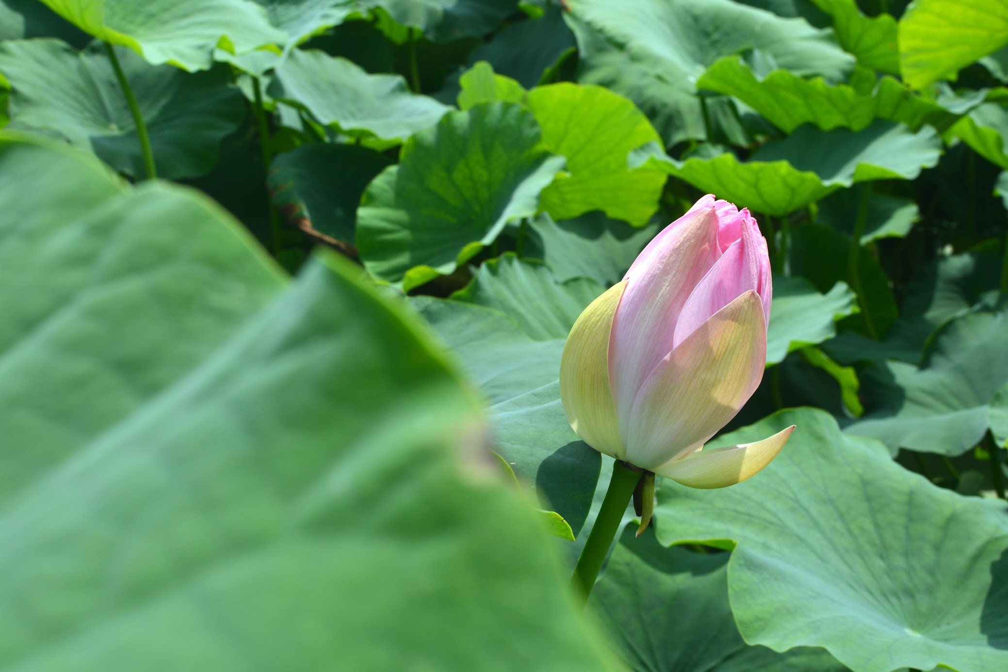 徳島県鳴門市のレンコン畑 Lotus Land Of Tokushima Pref Japan 物語を届けるしごと