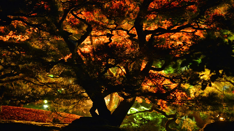 香川 11 29 大名庭園 栗林公園の紅葉ライトアップ Kagawa 29 Nov The Autumn Colors Lighting Up At Ritsurin Garden 物語を届けるしごと