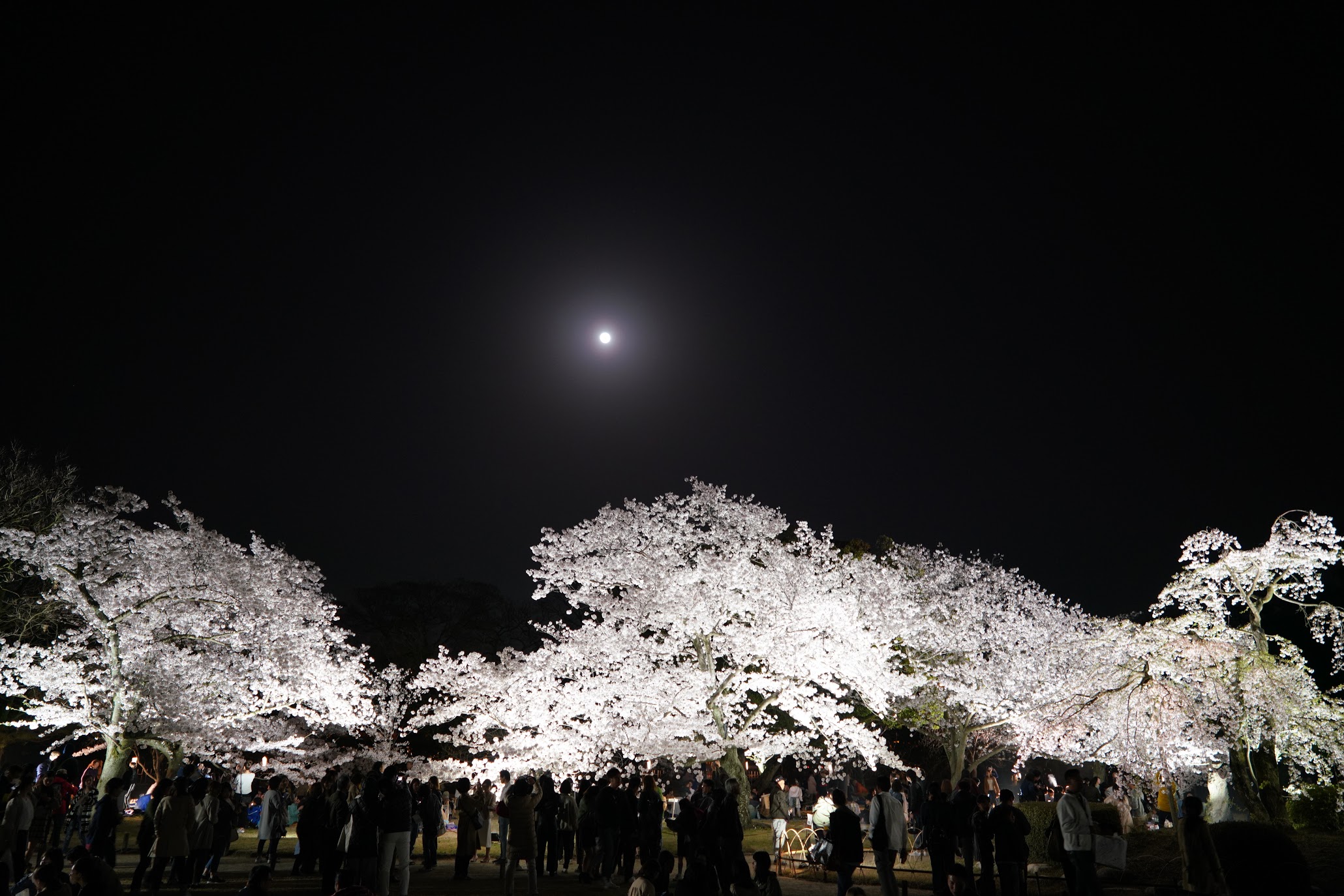 香川 年中止 大名庭園 栗林公園 春のライトアップ Called Off Night Cherry Blossoms At Ritsurin Garden 物語を届けるしごと