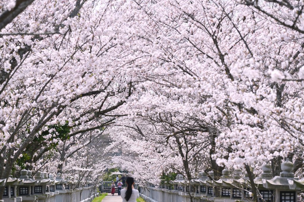 香川・桜のトンネル『竜桜（りゅうおう）公園』 – “Ryuo Park