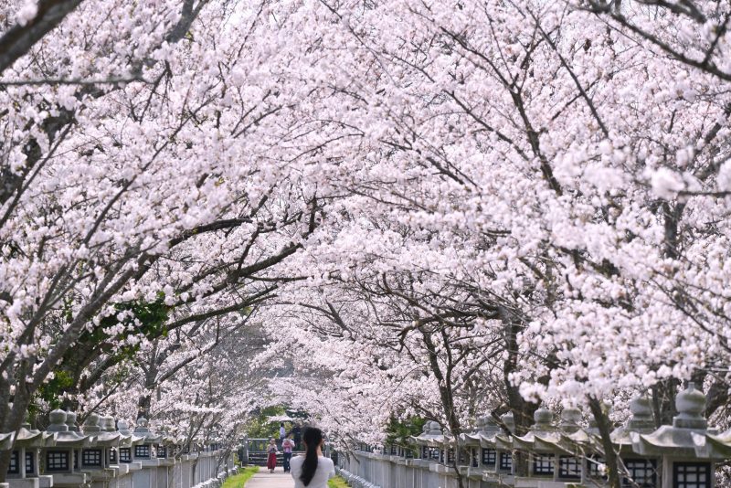 香川・桜のトンネル『竜桜（りゅうおう）公園』 – “Ryuo Park” Tunnel of cherry blossoms