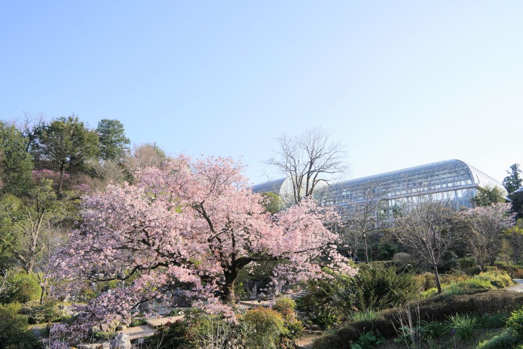 花園の迷宮　試写状10枚 🌓京都府立植物園 開園100周年を記念したLIGHT CYCLESはまもなく