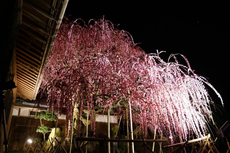 咲き誇る、淡路島「八木のしだれ梅」 – Weeping plum tree at Awajishima island
