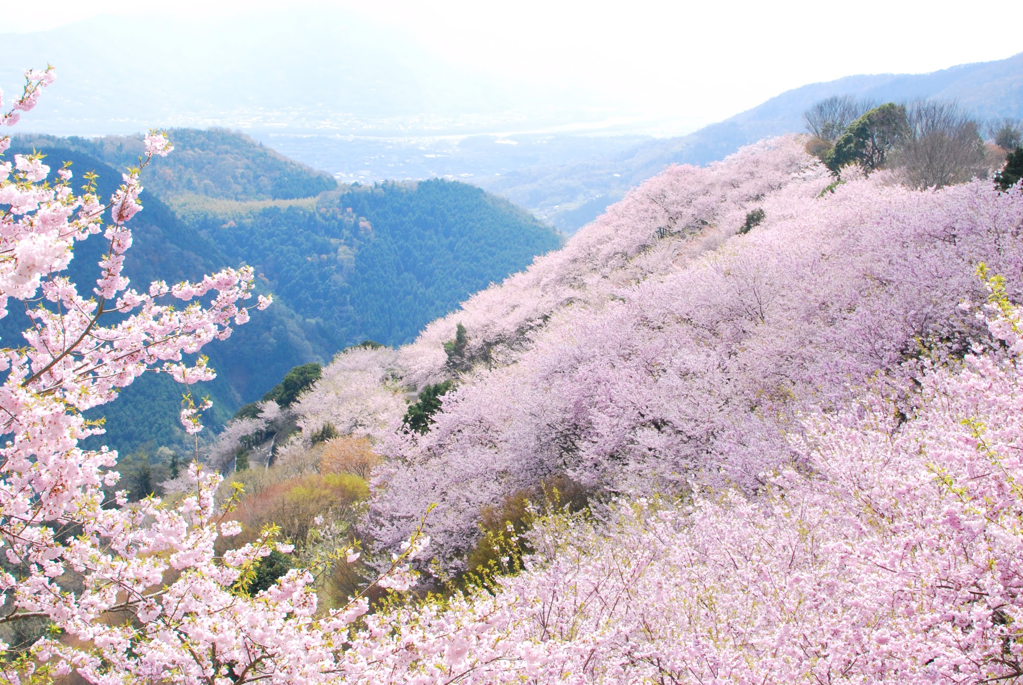 八千本 桜の山 八百萬神之御殿の桜 8 000 Cherry Trees Yaoyorozu No Kamino Goten 物語を届けるしごと
