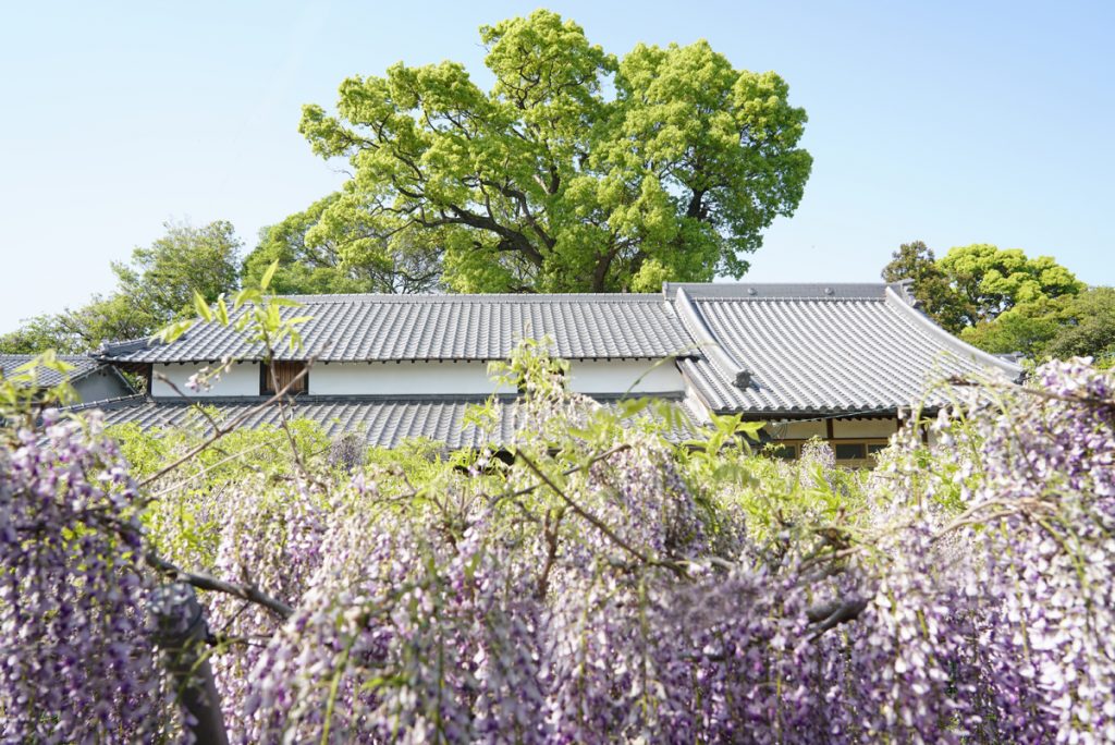 香川 4/12-30】樹齢800年の孔雀藤。香川県高松市の岩田神社 – [Kagawa