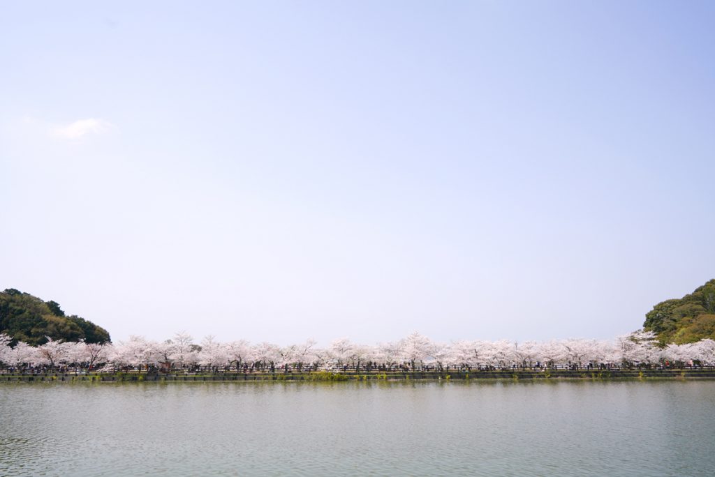 香川 全長300mの池に浮かぶ桜並木 亀鶴公園 Kagawa Kikaku Park Cherry Tree Lined Path 物語を届けるしごと