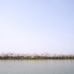 【香川】全長300mの池に浮かぶ桜並木『亀鶴公園』 –  [Kagawa] Kikaku park,  cherry‐tree‐lined path