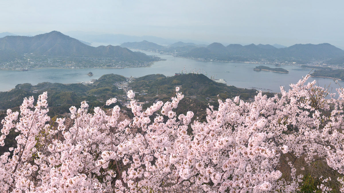 panorama_iwagijima_sakura-