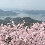 島の三千本桜。岩城島・積善山展望台 – 3,000 cherry trees at Iwagi island