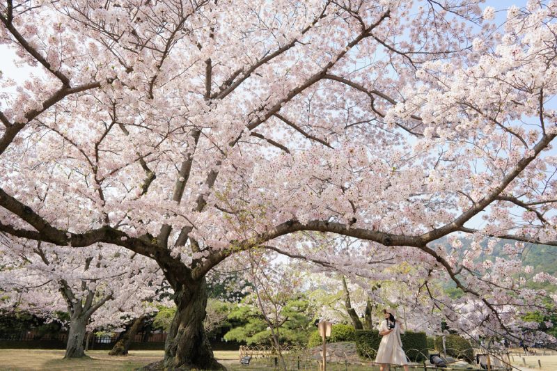 【香川】国指定特別名勝・栗林公園の開館記念日 – [Kagawa] Special Beauty Spot “Ritsurin Garden”