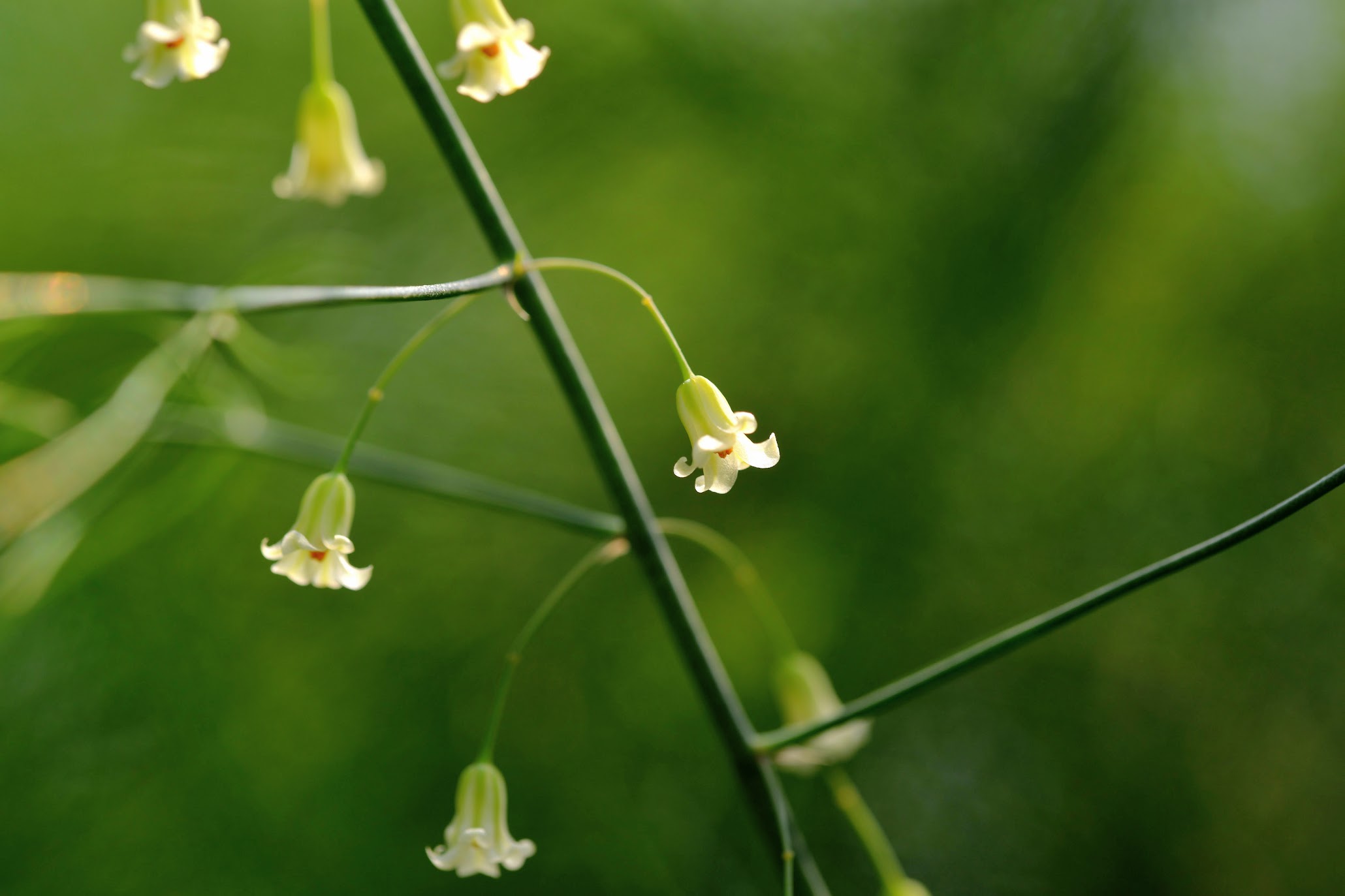 アスパラの花って見たことありますか Do You Know Flowers Of Asparagus 物語を届けるしごと