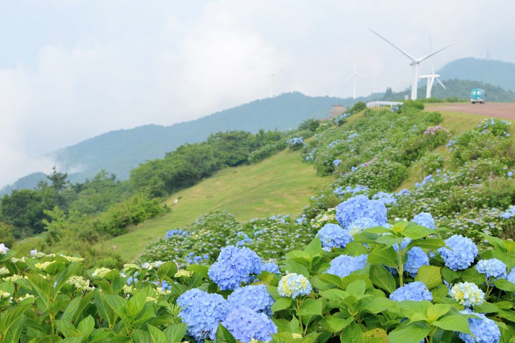 ajisai-sanagochi-1024x683.jpg
