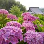 20種・1500株のあじさい。花の寺「勝名寺」 – Flowery Shōmyōji temple