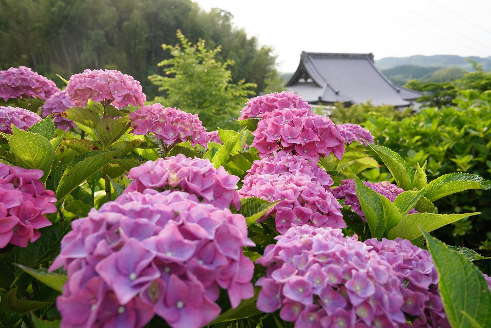 種 1500株のあじさい 花の寺 勝名寺 Flowery Shōmyōji Temple 物語を届けるしごと