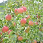 りんごのある風景 – Apple landscape at Mashiko town