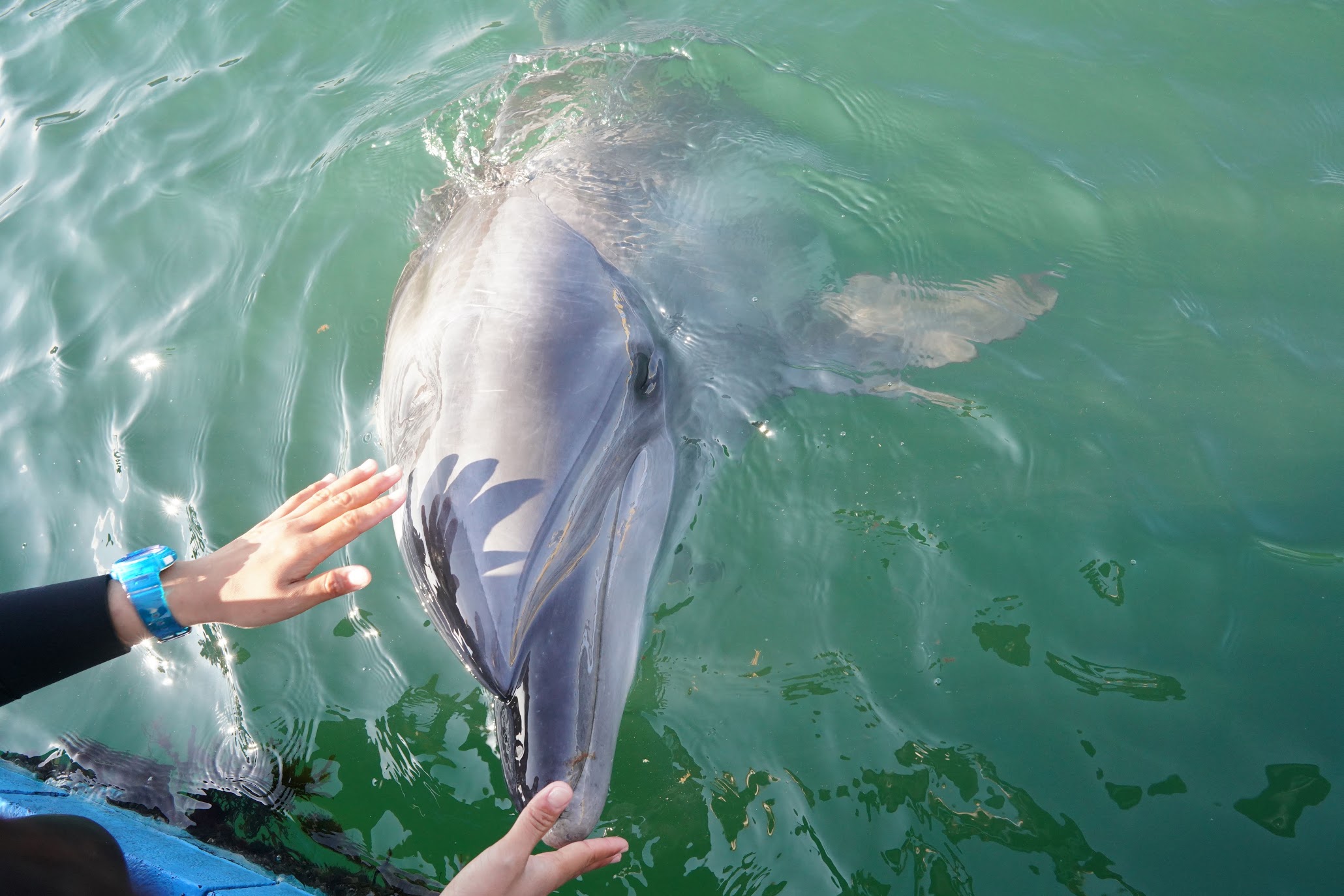 瀬戸内海でイルカと泳げる ドルフィンセンター Dolphin Center At Setouchi 物語を届けるしごと