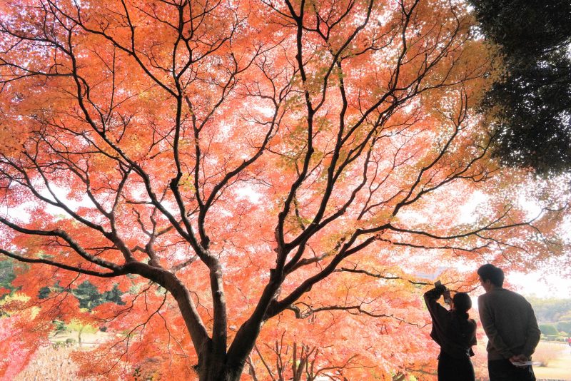 裏から眺める紅葉がオススメ。昼の大名庭園をあるく – Colors of autumn leaves at Ritsurin Garden