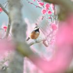 元号「令和（れいわ）」は万葉集の梅の花の歌より引用 – The era name “REIWA” comes from Manyoshu’s poems about Japanese Apricot Blossom