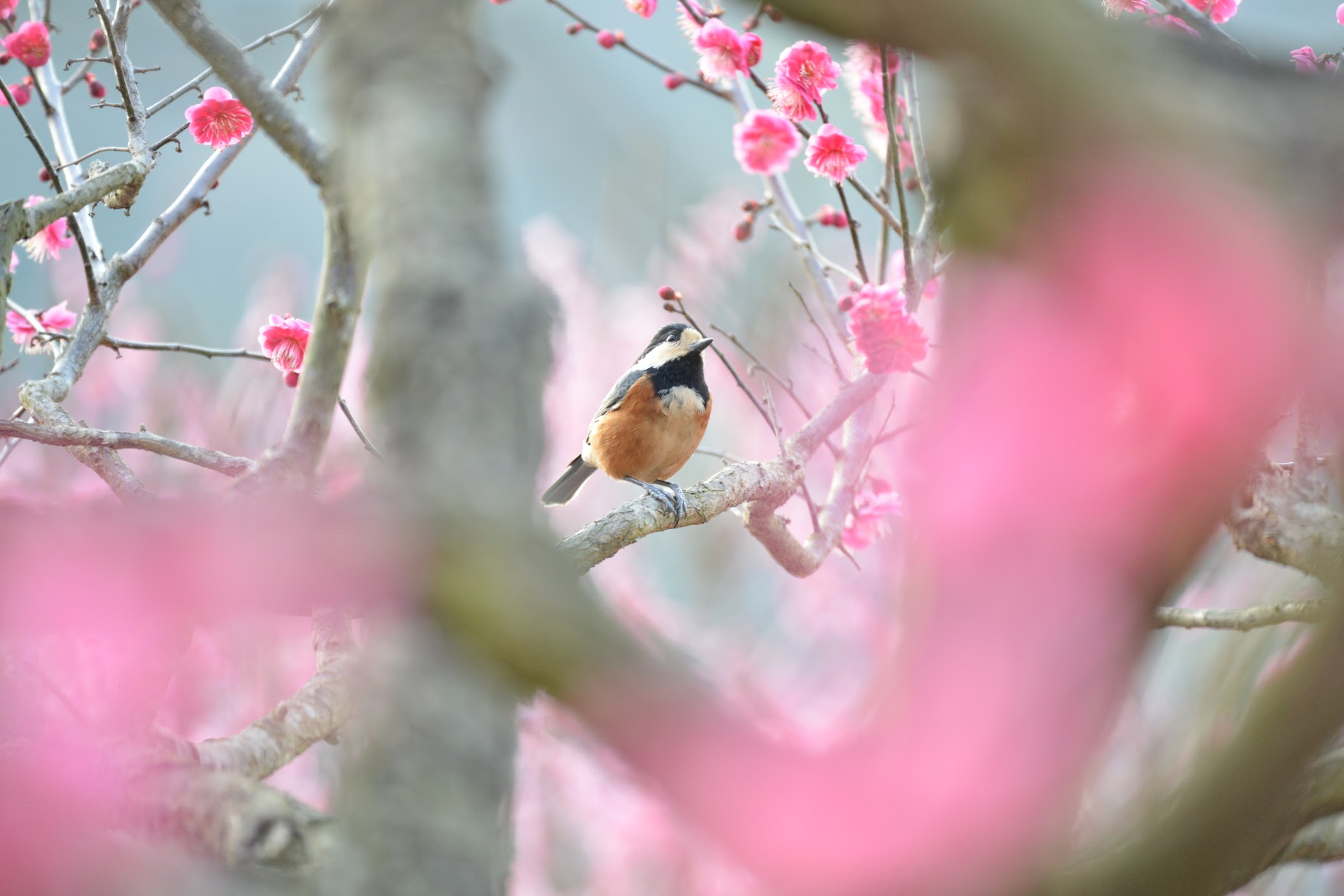 元号「令和（れいわ）」は万葉集の梅の花の歌より引用 – The era