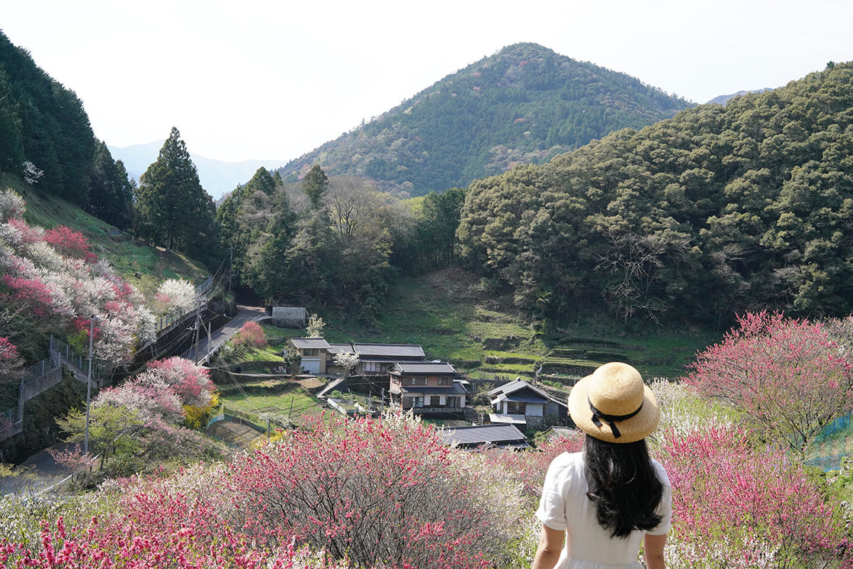 土佐の桃源郷「上久喜の花桃」 – Flowering peach fairyland of Kochi