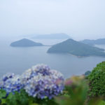 玉手箱の紫煙のよう。紫雲出山の紫陽花 –  Hydrangeas of Mt. Shiudeyama