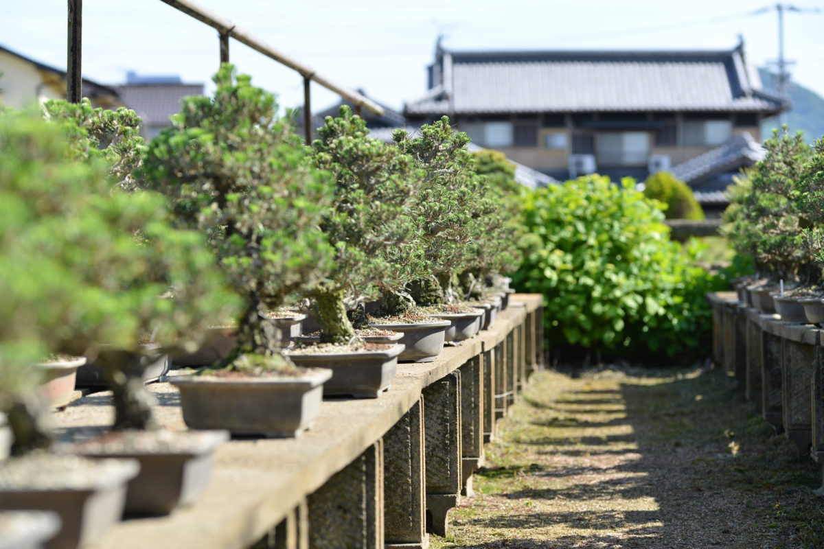 nakanishi-chinshoen_bonsai- nakanishi-chinshoen_bonsai-