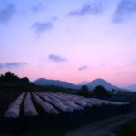 ぶどう色に染まる空の下。夜明け前に収穫するぶどう「白いぶどう」 – Shirai Grape Farm