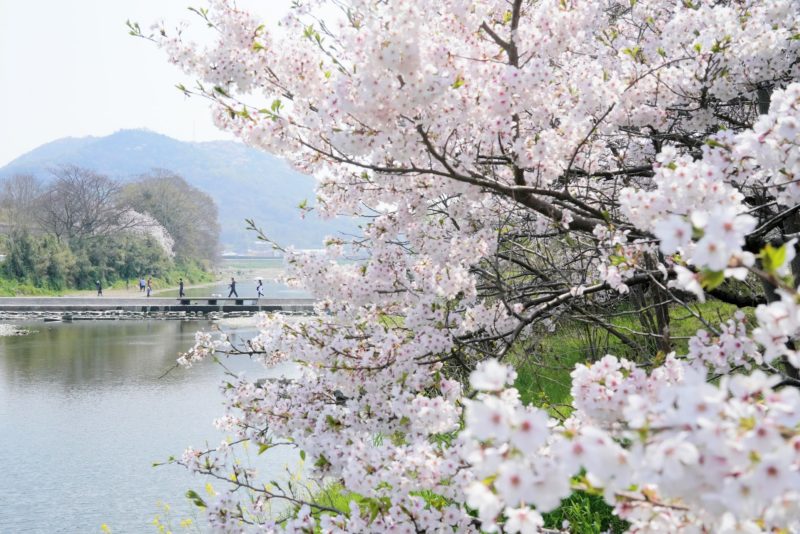 香東川桜の広場 – Plaza of Cherry blossoms at Koutougawa river
