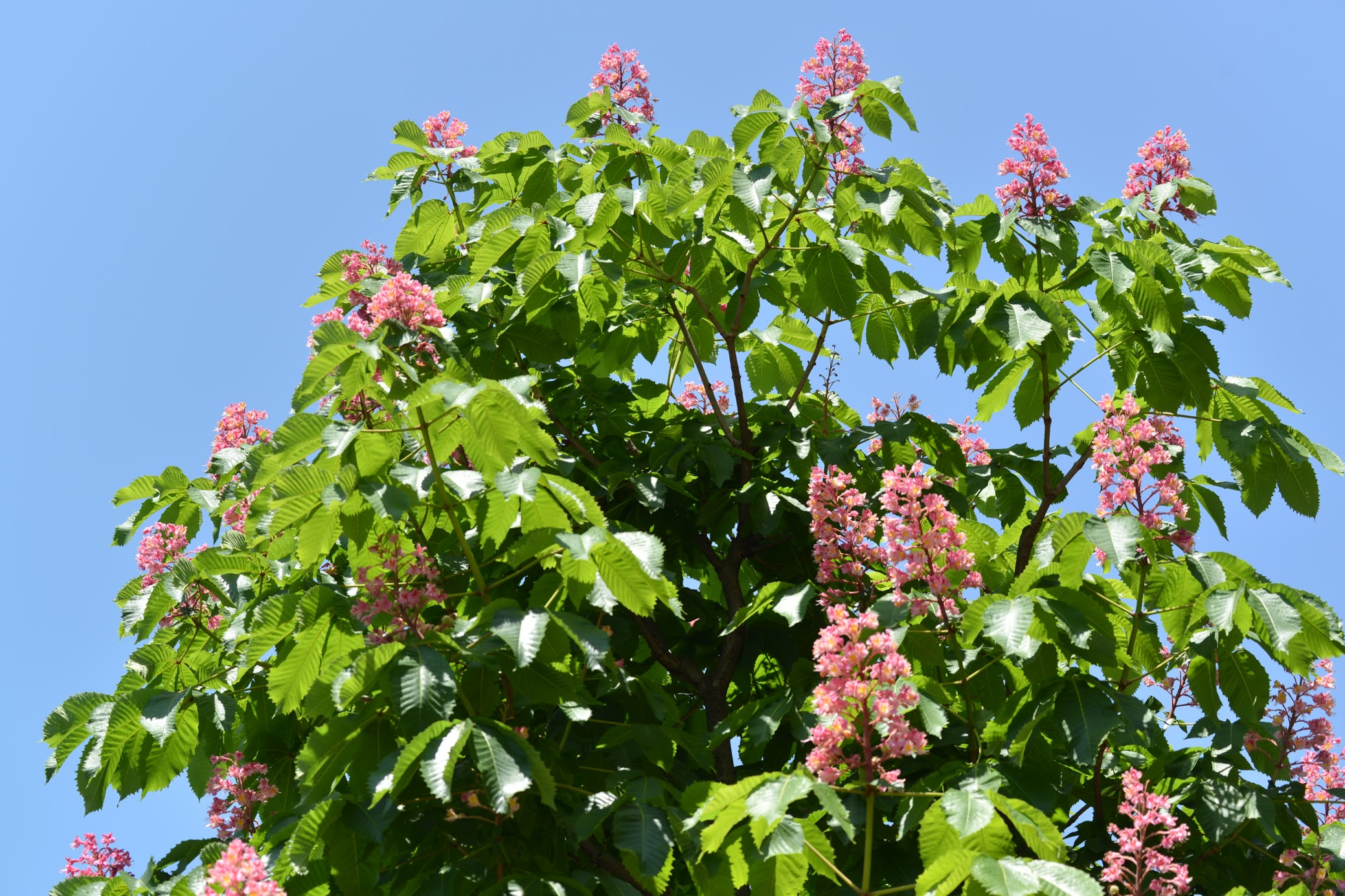 マロニエの並木が窓辺に見えてた Foliage And Flowers Of Marronnier 物語を届けるしごと