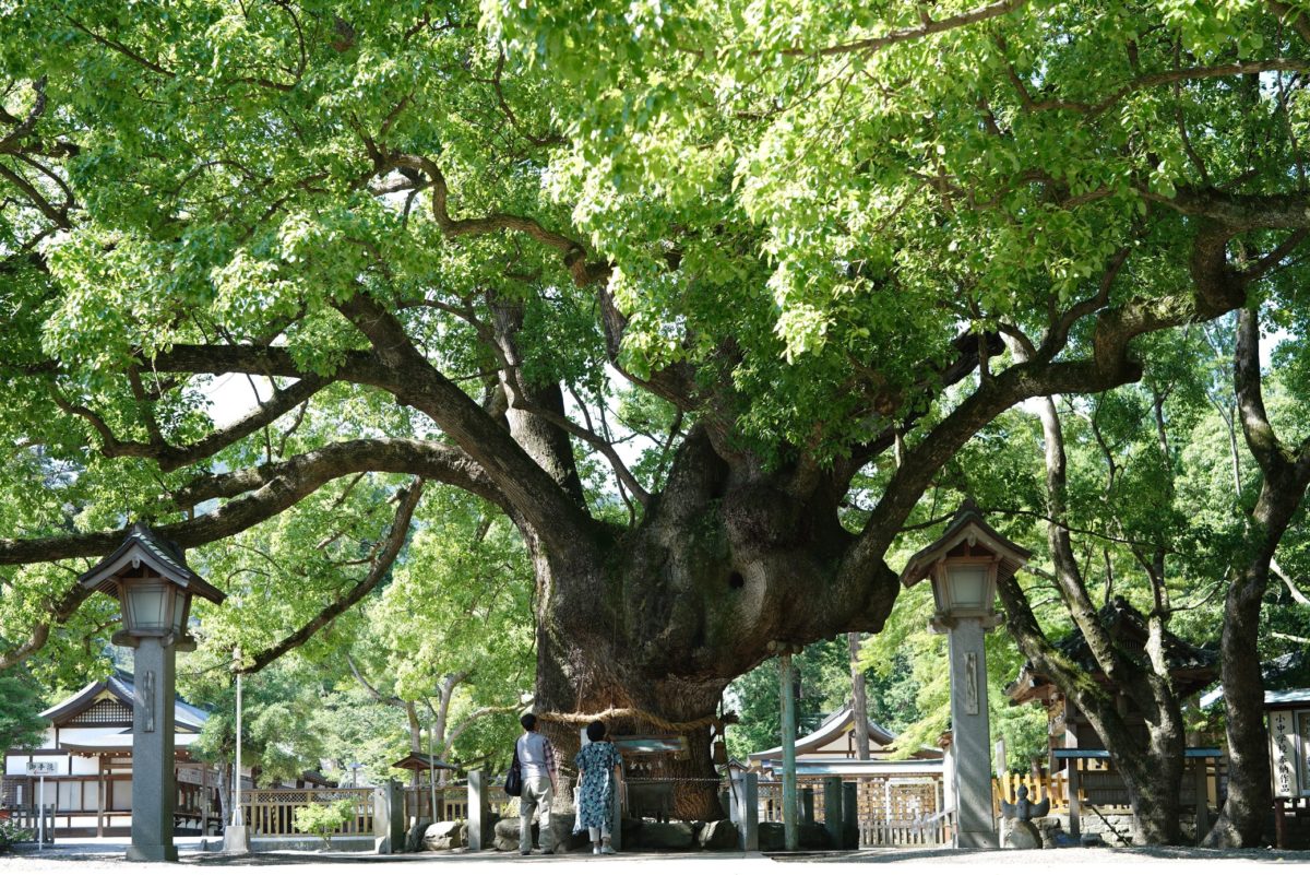 徳島】阿波國一の宮 大麻比古神社 – [Tokushima] Ōasahiko Shrine