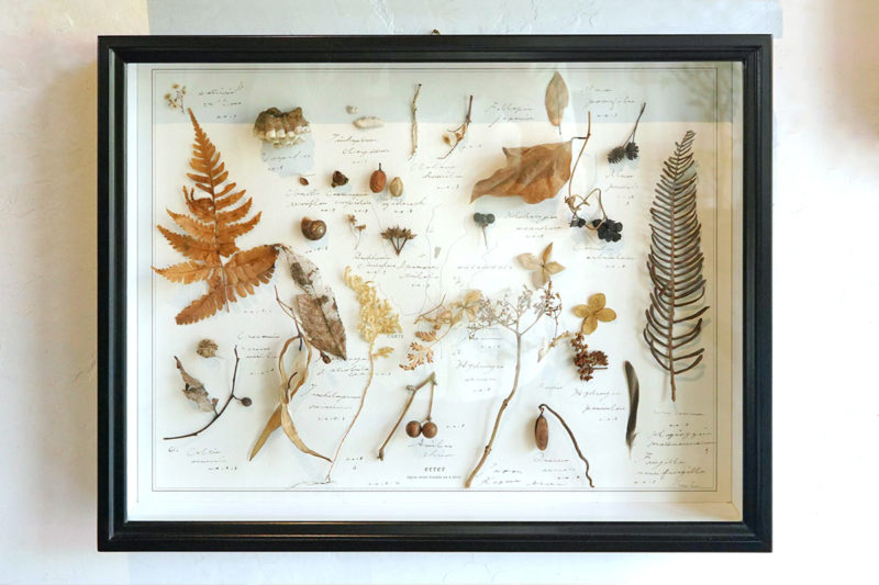 植物標本 Botanical specimen