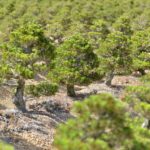 黒松盆栽がEUへ輸出可能に！ – Export of black pine bonsai from Japan to EU possible from Oct. 2020